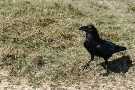Close up of a single Raven (Corvus corax) walking across rough grasslandの写真素材