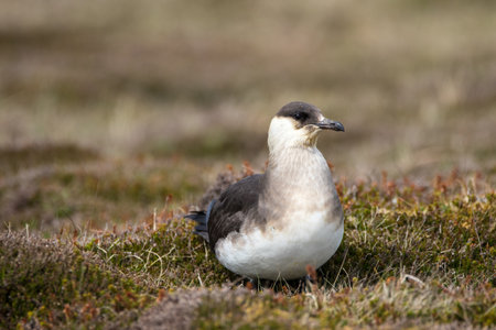 Close up of an Arctic Skua (Stercorarius parasiticus), sitting on the close cropped vegetation, Orkney, UKの写真素材