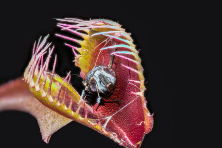 Stacked macro of Venus fly trap (Dionaea muscipula) with remains of captured digested flyの写真素材