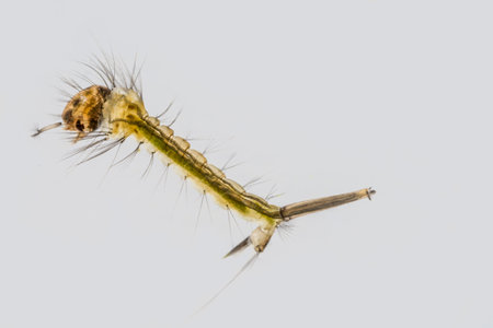 Macro of underwater mosquito larva on plain backgroundの写真素材