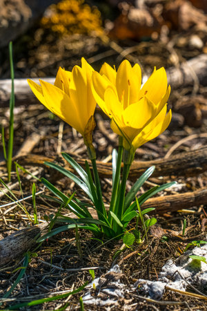 Winter Daffodil (sternbergia lutea) growing wild in Sicily, Italy. Often mistaken for a crocus, a bright yellow flower blooming in the autumnの写真素材