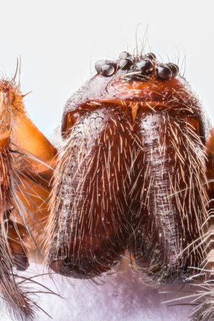 Stacked macro of the head of Domestic House Spider (Tegenaria domestica) showing eight eyes, palps and jawsの写真素材