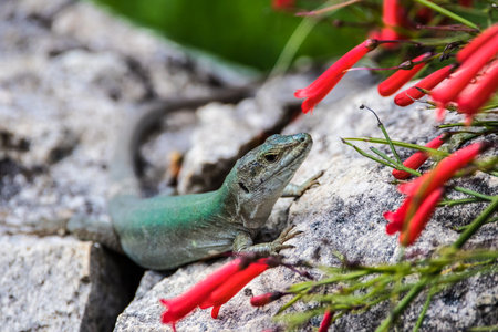 Sicilian Wall Lizard on a wall surrounded by red flowersの写真素材