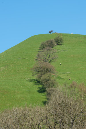 Welsh hillside with meandering hedge and sheep on a bright sunny early spring day
