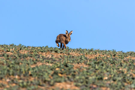 Single Brown Hare (Lepus europaeus) running towards camera, on the skyline against a blue sunny skyの写真素材