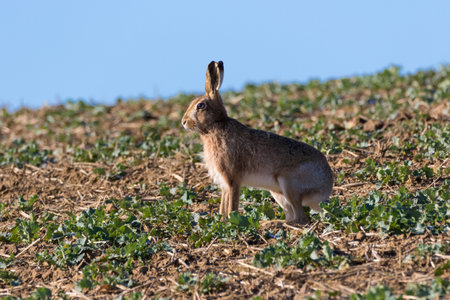 Close up of an alert Brown Hare (Lepus europaeus)  staanding staring to the left on a bright sunny dayの写真素材