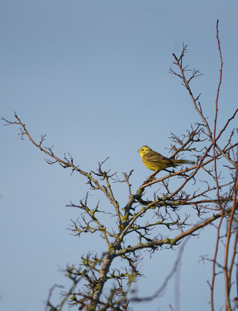 Single male yellowhammer (Emberiza citrinella) sat in a leafless  tree in winter against a blue skyの写真素材