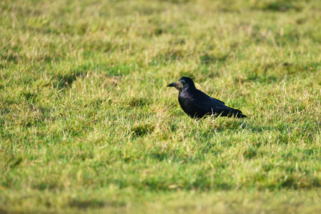 Single Rook (Corvus frugilegus) walking through grass looking for foodの写真素材