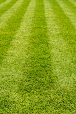 Manicured luxurious lawn freshly mowed with straight stripesの写真素材