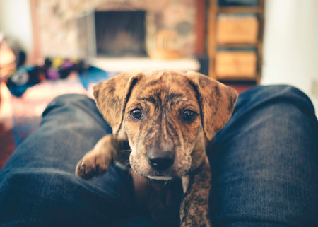 Cute Curious rescue adopted brindle color Mountain Cur puppy sees camera for first time.の写真素材