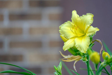 Full bloom day lily with a brick background blur.の写真素材