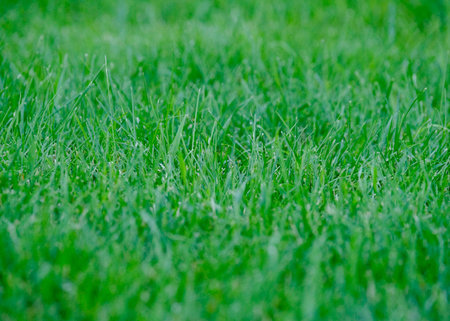 Healthy green grass textureの写真素材