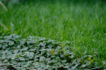 lawn care with broadleaf weeds and green grassの写真素材