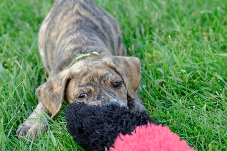 Cute Brindle Colored Mountain Cur Puppy Playing Tug Of Warの写真素材