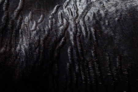 wet horse hair texture in fine detailの写真素材