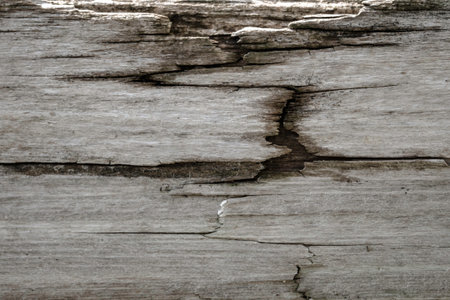 Gray cracking weathered woodの写真素材