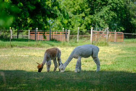 Two alpacas grazing in a field.の写真素材