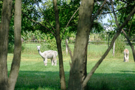 White Alpaca staring at the camera in a green pasture.の写真素材
