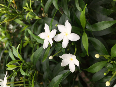 Flower in the gardenの写真素材