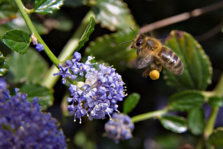 Bee in flight