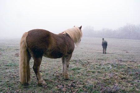 Vintage horseの写真素材