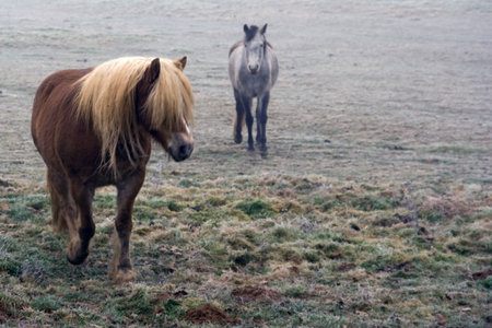 Vintage horseの写真素材