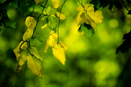 abstract background with green  leavesの写真素材