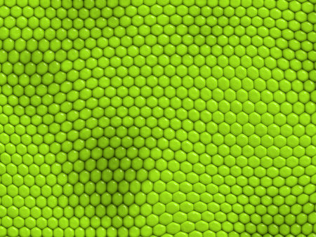 Iguana Textureの写真素材
