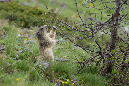 Alpine Marmot - Marmota Marmotaの写真素材
