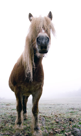 Vintage horseの写真素材