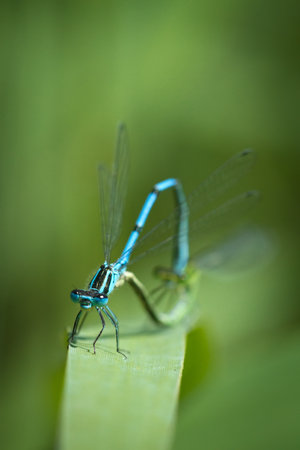 dragonfly in loveの写真素材