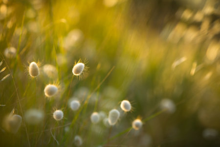 Lagurus Ovatus - plant in the morning lightの写真素材