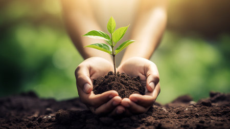Hands Cradling a Young Plant in Soilの素材