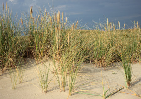 Wild leymus plant on sand dune prevents sand flightの写真素材