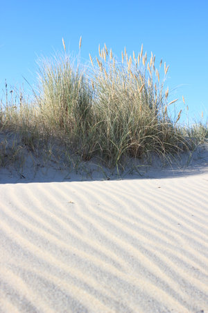 Sandy waves and wild leymus plant at sand beachの写真素材