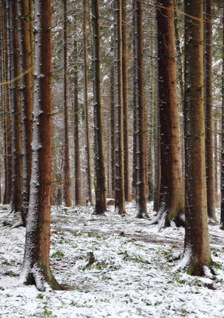 Forest with tall pine trees in winterの写真素材