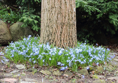 Windflower bed around old walnut treeの写真素材
