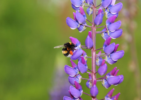 Bumble bee in blue Lupine collecting nectarの写真素材