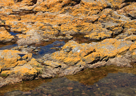 Yellow alga on rock at oceanの写真素材