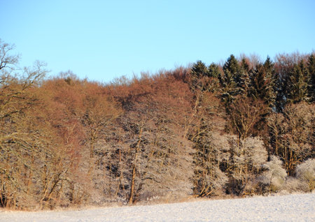 Snowy winter landscape with snow covered field and  forestの写真素材