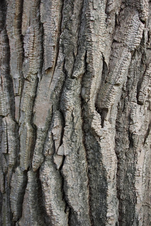 Closeup on Wood Bark Texture Background of Old Willow Treeの写真素材