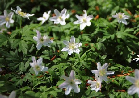 Closeup on Fresh Green and White Windflower Background in Forest Bedの写真素材