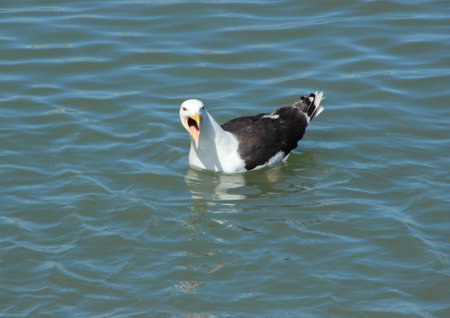 Angry Screaming Seagull on Water looking Straight Aheadの写真素材