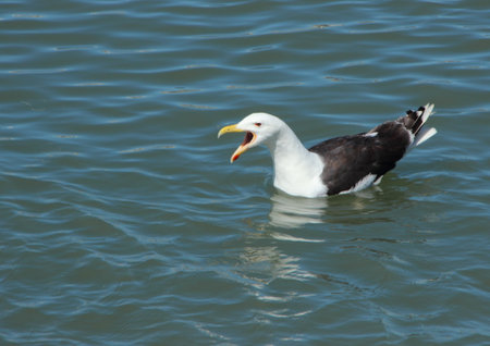 Screaming Seagull Swimming on Grey Water and looking Leftの写真素材