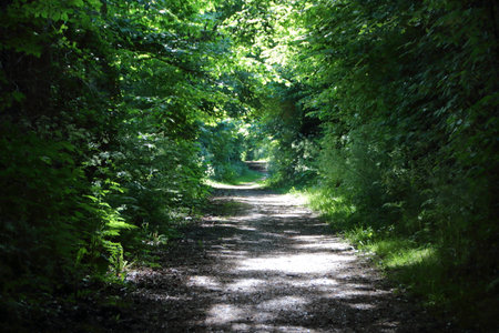 Empty Danish Forest Walking Path in Summer Afternoonの写真素材