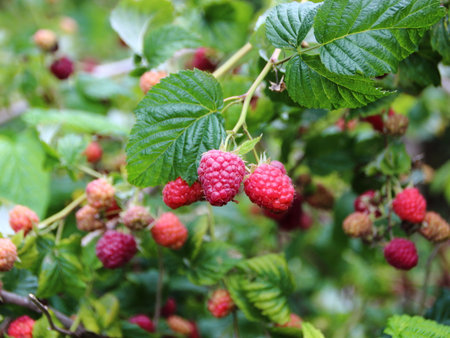 Fresh Ripe Raspberry Closeup with Green Branch Backgroundの写真素材