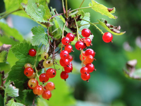 Fresh Ripe Red Currant Berries Closeupの写真素材