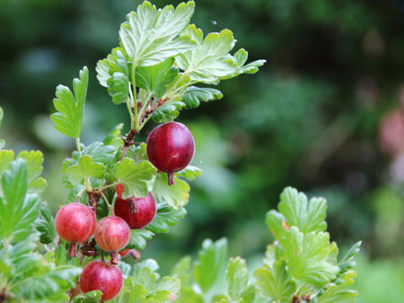 Fresh Ripe Gooseberry Closeupの写真素材