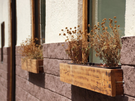 Dead Dry Withered Flowers in Wooden Window Box on Wallの写真素材