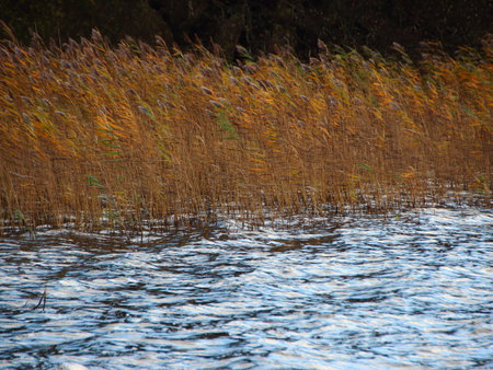 Sea Lake Waves in Autumn with Brown Reedの写真素材